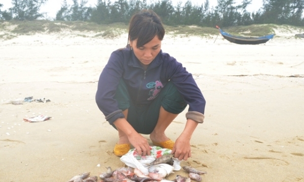 Vụ cá chết 4 tỉnh miền Trung: Ngân hàng hỗ trợ cho vay 307 tỷ đồng